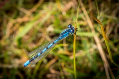 Blue Damselfly
