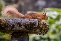 Red squirrel Lake District