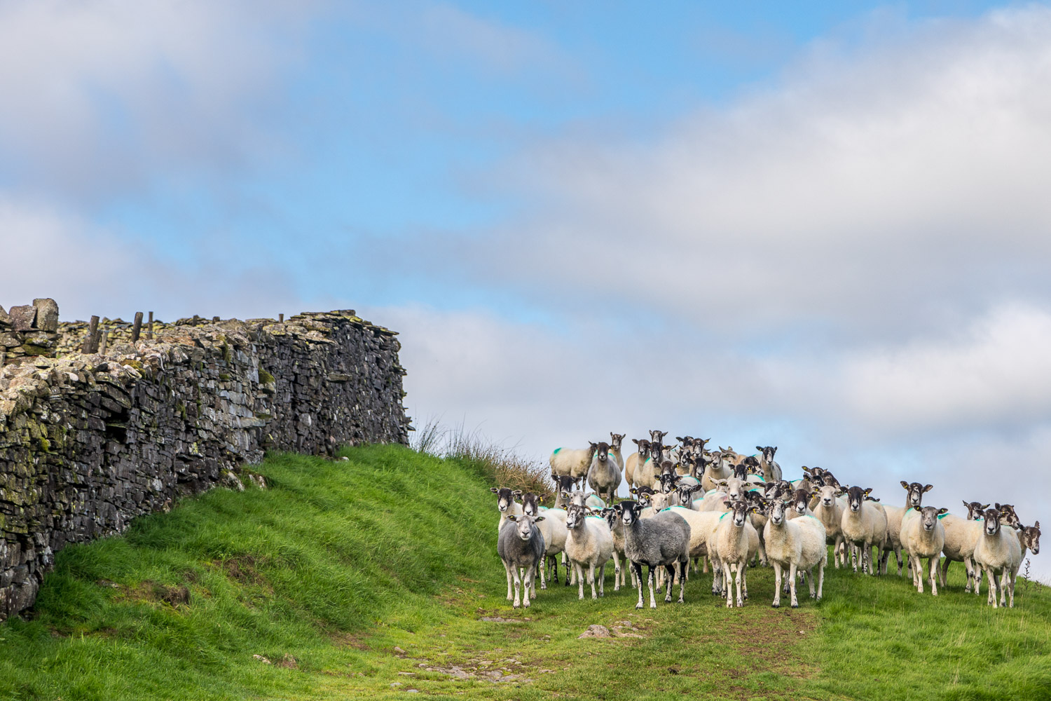 Loweswater sheep Loweswater sheep