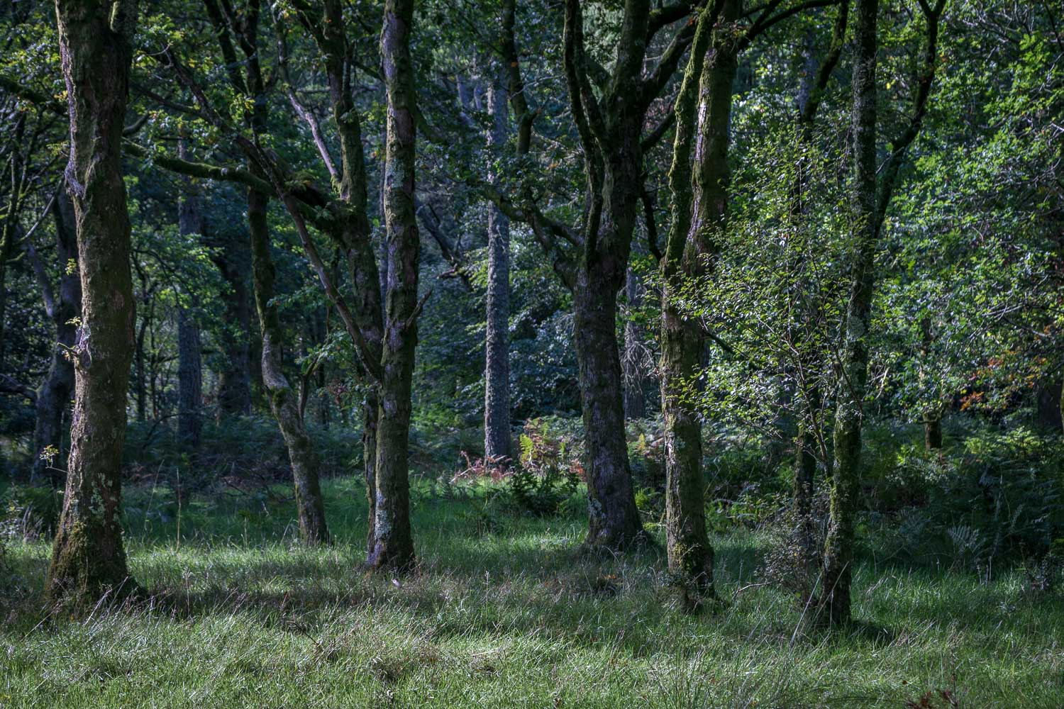 Holme Wood Holme Wood