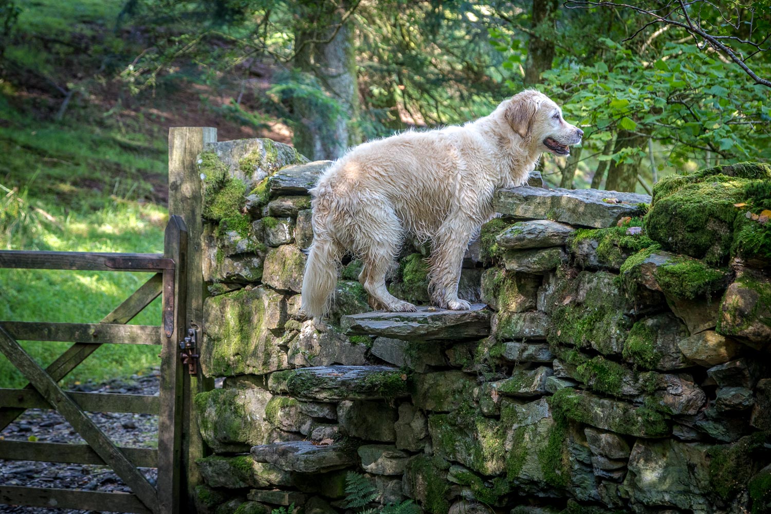 Ladder stile Ladder stile