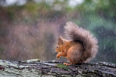 red squirrel