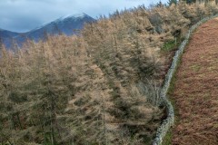 Holme Wood, Loweswater walk