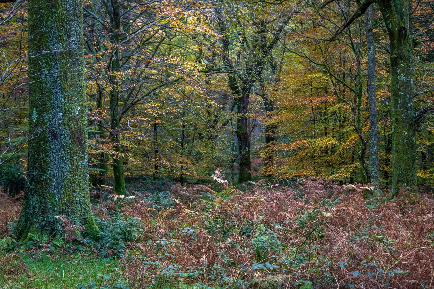 Holme Wood, autumn