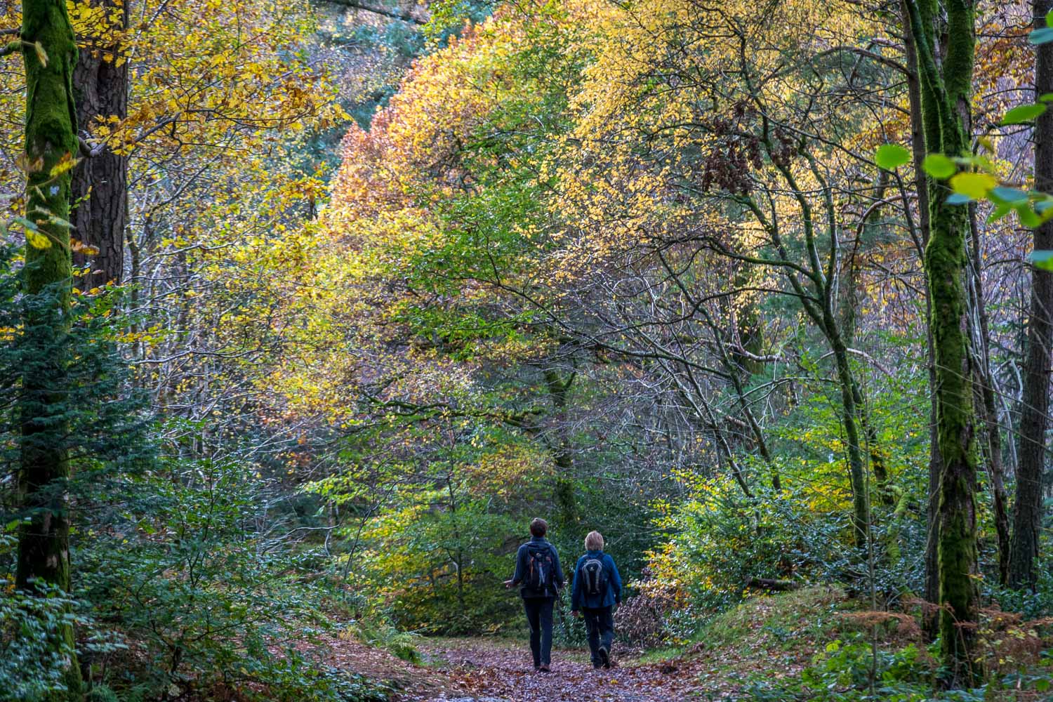 Holme Wood, autumn