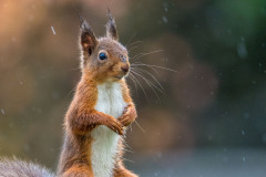 Red squirrel