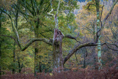 Holme Wood, autumn
