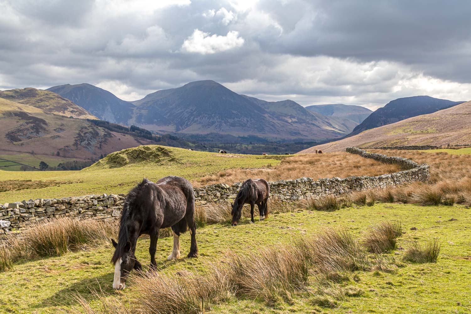 Loweswater walk, horse