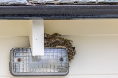 Spotted flycatcher