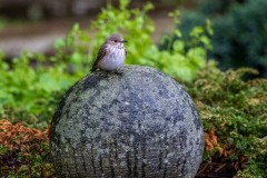 Spotted flycatcher