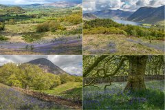Lanthwaite, bluebells