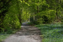 Holme Wood, bluebells