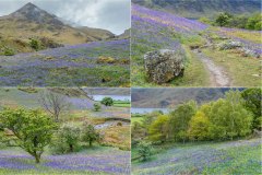 Rannerdale, Rannerdale bluebells
