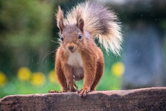 Red squirrel