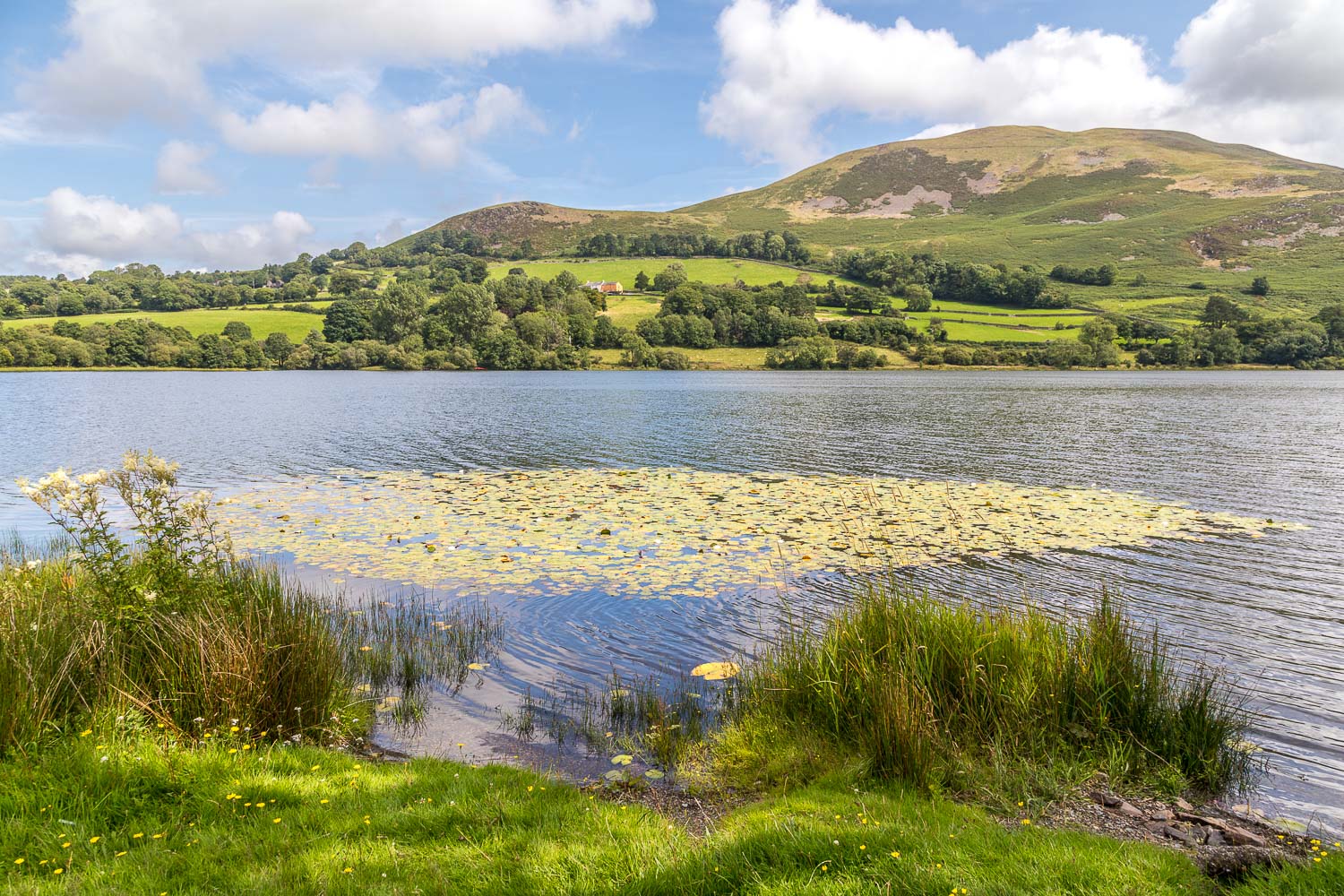 Loweswater water lilies