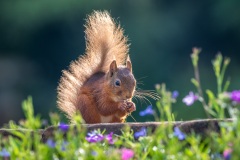 Red squirrel