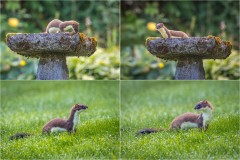 Stoat