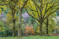 Holme Wood