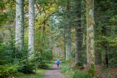 Holme Wood Loweswater