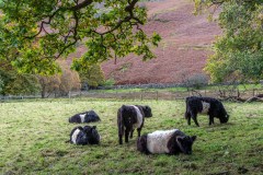 Belted galloway
