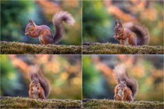 Red-squirrel