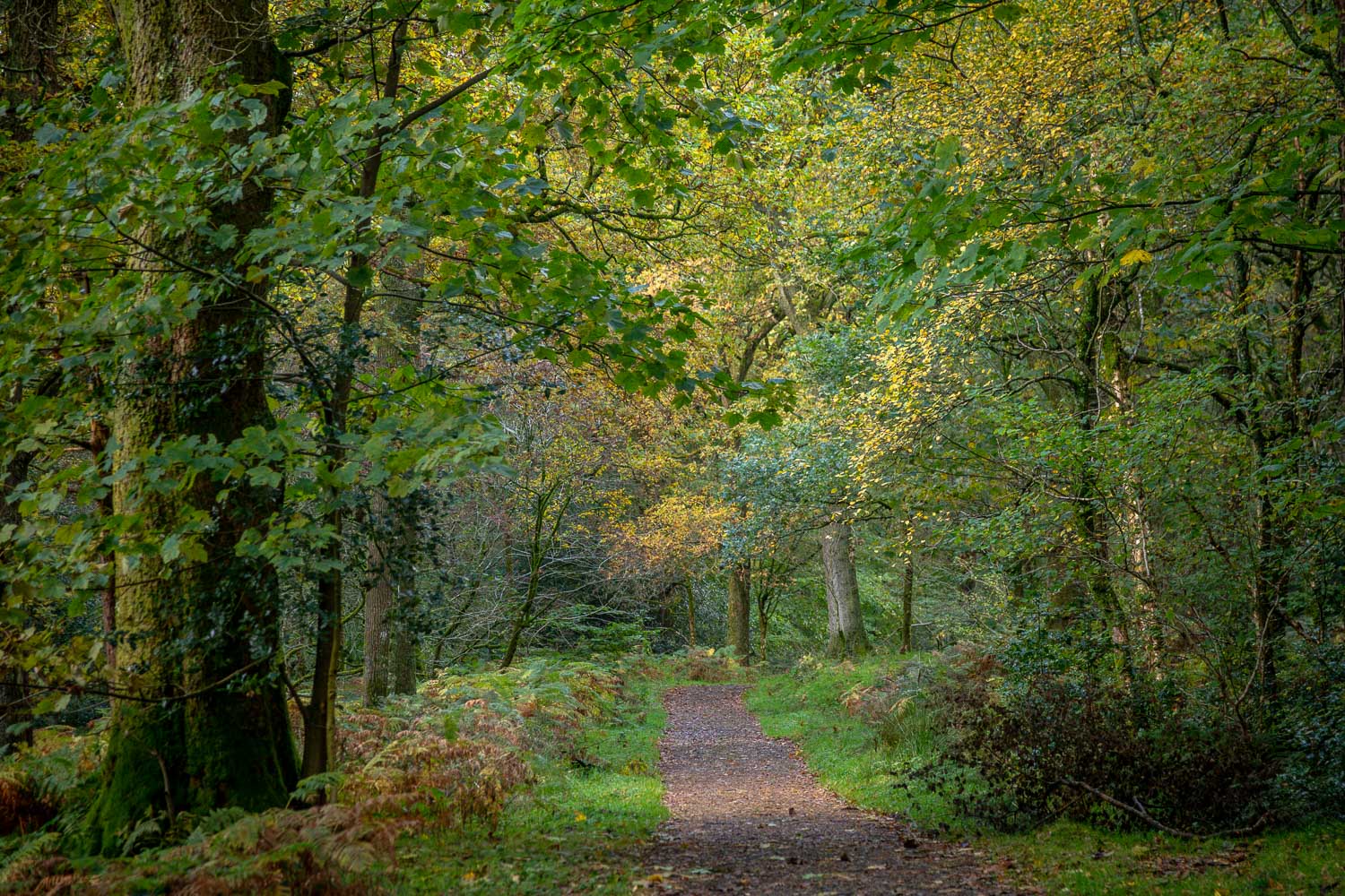 Holme Wood Holme Wood