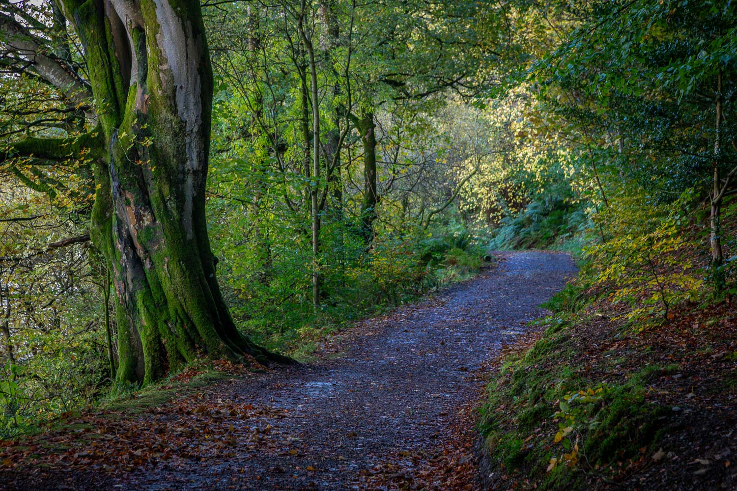 Holme Wood Holme Wood