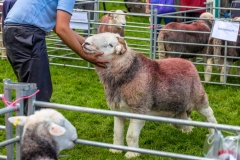 Loweswater Show  herdwick