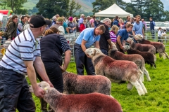 Loweswater Show  herdwicks
