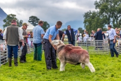 Loweswater Show judging herdwicks