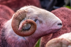 Loweswater Show herdwick ram