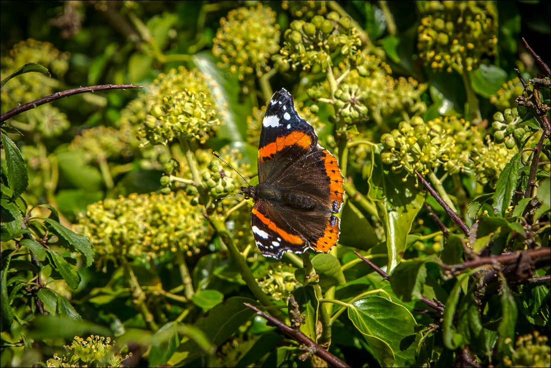 Loweswater, red admiral