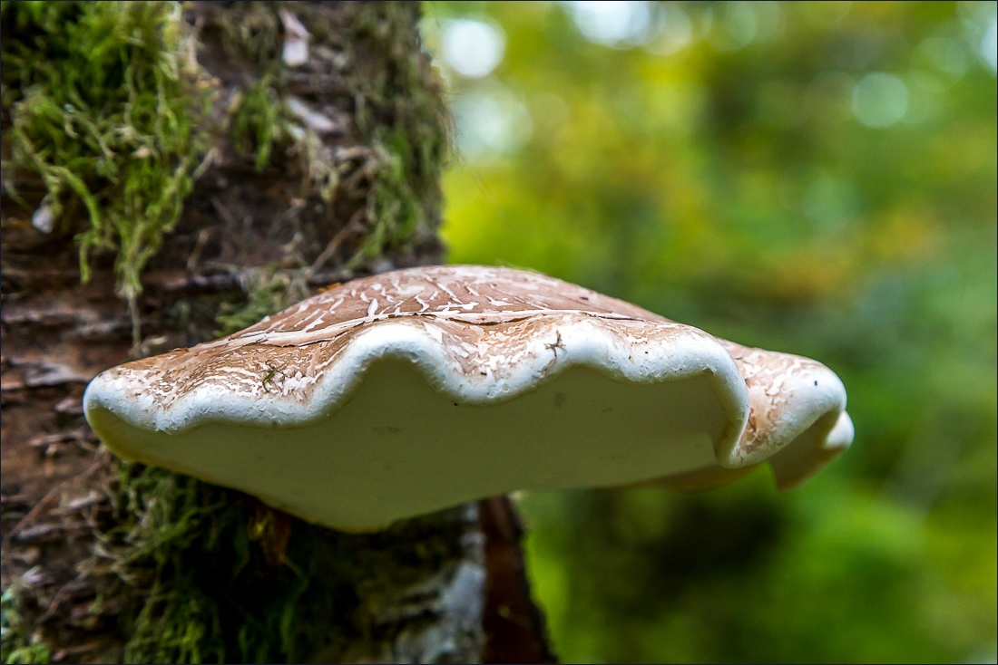 Loweswater walk, Holme Wood mushroom