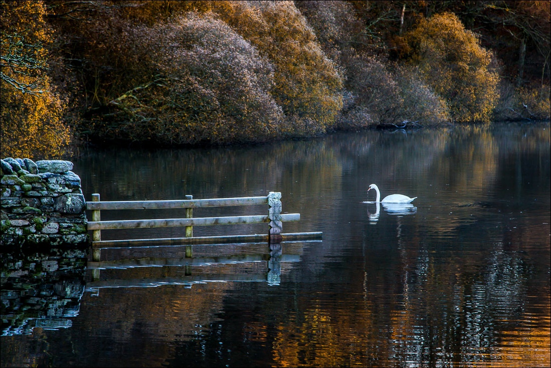 Loweswater, swan