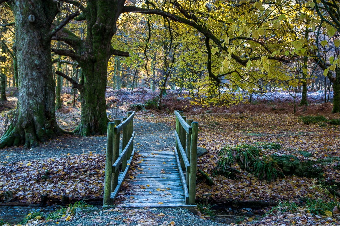 Loweswater walk, Holme Wood