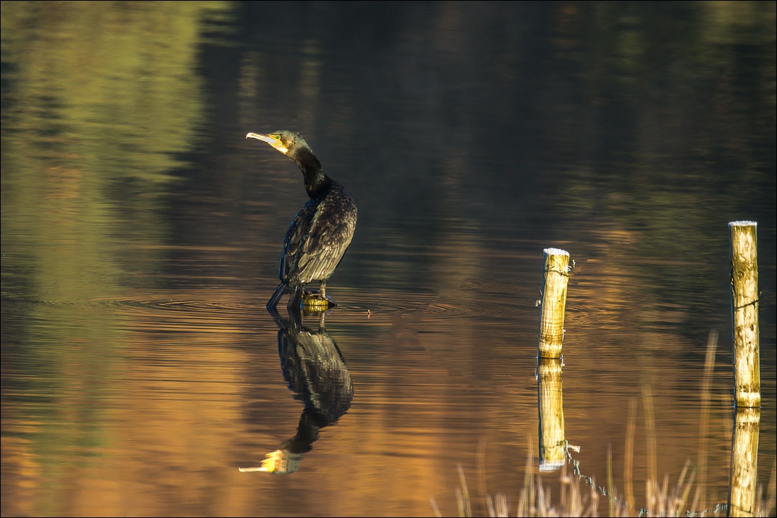Loweswater, cormorant