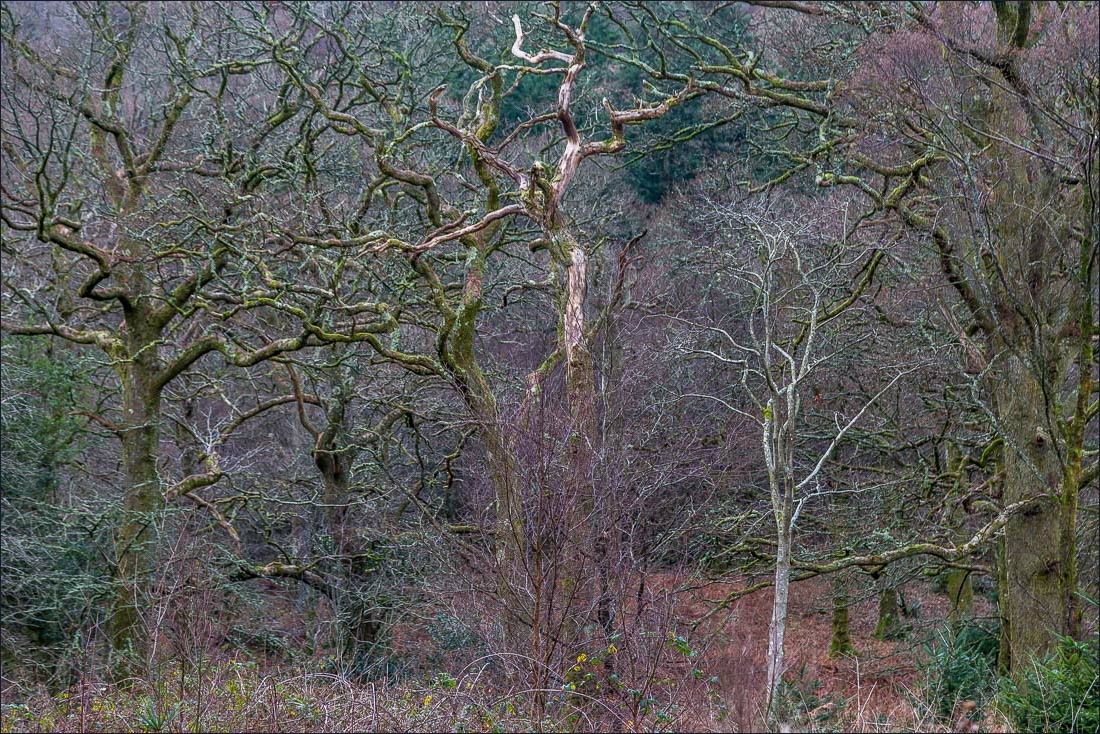 Loweswater walk, Holme Wood