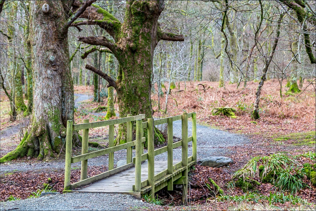 Loweswater walk, Loweswater circuit, Holme Wood