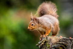 red squirrel Lake District