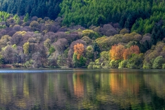 Loweswater circuit, Holme Wood