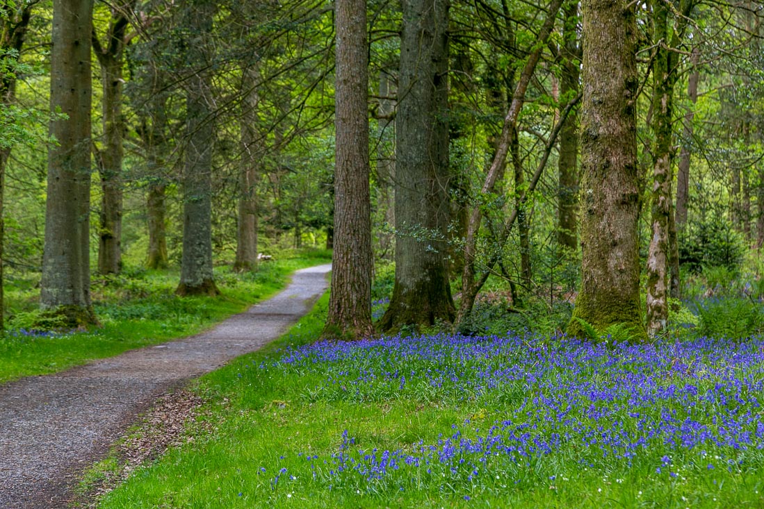 Loweswater walk, Holme Wood bluebells