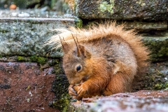 Red squirrel  Lake District