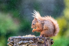 Red squirrel  Lake District