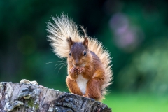 Red squirrel Lake District