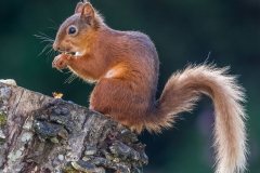 Red squirrel Lake District