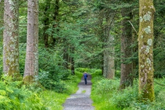 Loweswater walk, Holme Wood
