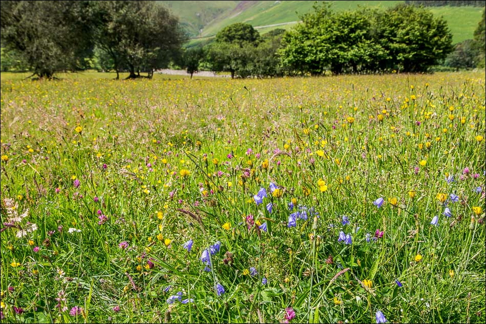 Wild meadow, Loweswater