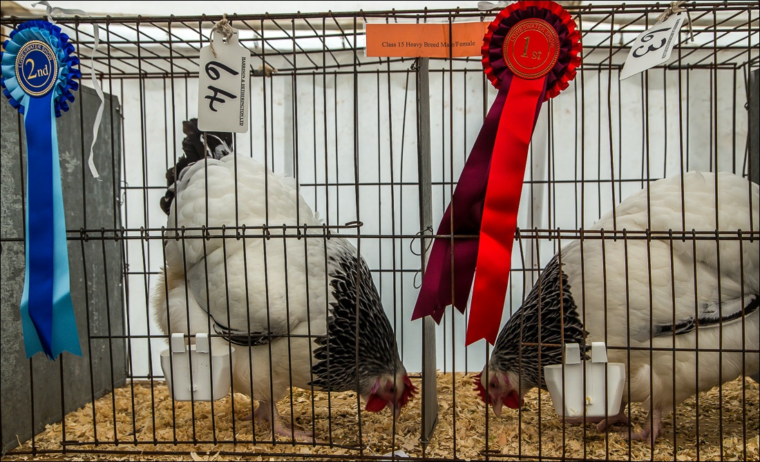 Loweswater Show poultry tent