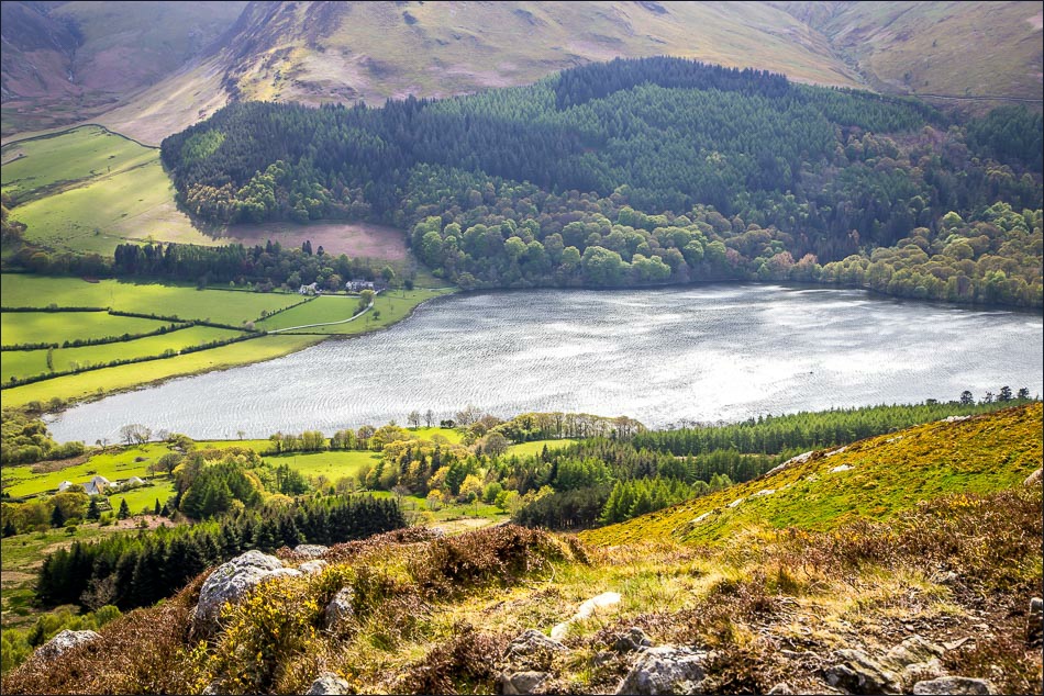 Holme Wood and Loweswater from Low Fell