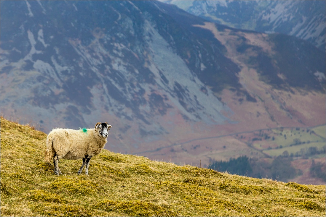 Sheep on Low Fell